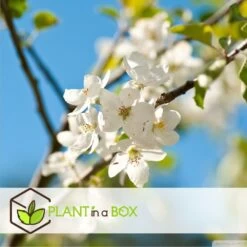 Assorti De 3 Arbres Fruitiers - Pot ⌀9cm - H.60-70cm (hauteur Pot Incluse) -Flora Soldes 64233269be5622.46374168