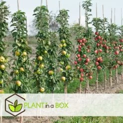 Assorti De 3 Arbres Fruitiers - Pot ⌀9cm - H.60-70cm (hauteur Pot Incluse) -Flora Soldes 64233269c23630.71500531