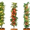 Assorti De 3 Arbres Fruitiers - Pot ⌀9cm - H.60-70cm (hauteur Pot Incluse) -Flora Soldes 64233269c64401.92120611