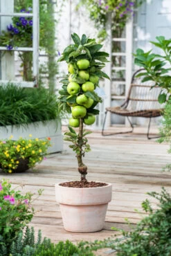Assorti De 3 Arbres Fruitiers - Pot ⌀9cm - H.60-70cm (hauteur Pot Incluse) -Flora Soldes 64233269c9f391.24342059