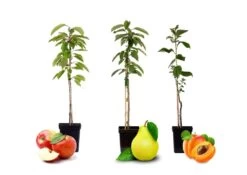 Assorti De 3 Arbres Fruitiers - Pot ⌀9cm - H.60-70cm (hauteur Pot Incluse) -Flora Soldes 64233269d8b5a4.07024994