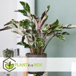 Calathea 'white Fusion' - Pot ⌀14cm - H.30-40cm (hauteur Pot Incluse) -Flora Soldes 6423335ecc24f3.00608541