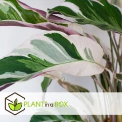 Calathea 'white Fusion' - Pot ⌀14cm - H.30-40cm (hauteur Pot Incluse) -Flora Soldes 6423335ed08de5.87372206