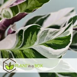 Calathea 'white Fusion' - Pot ⌀14cm - H.30-40cm (hauteur Pot Incluse) -Flora Soldes 6423335eda0cd7.05143036