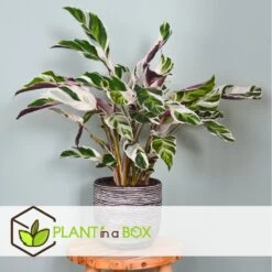 Calathea 'white Fusion' - Pot ⌀14cm - H.30-40cm (hauteur Pot Incluse) -Flora Soldes 6423335ee30885.64669425