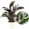Calathea 'white Fusion' - Pot ⌀14cm - H.30-40cm (hauteur Pot Incluse) -Flora Soldes 6423335ee80741.51158729