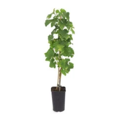 Vigne 'pied De Perdrix' - Conteneur 3l - Taille 30/60cm -Flora Soldes 64261b9fe79d69.37168525