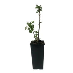 Plant Groseillier London Market Pot 2l -Flora Soldes 6426850fdacbd8.71067293