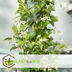 Jasmin Xl - Set De 2 - Vigne Grimpante - Pot 17cm - Hauteur 110-120cm -Flora Soldes 6426d296c62e83.77898784