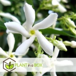 Jasmin Xl - Set De 2 - Vigne Grimpante - Pot 17cm - Hauteur 110-120cm -Flora Soldes 6426d296d6b130.43381225