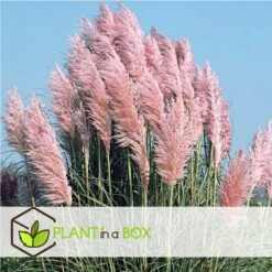 Cortaderia Selloana - Set De 3 - La Pampa - Rose - Pot 9cm - Hauteur 25-40cm -Flora Soldes 6426d369de0020.70880671