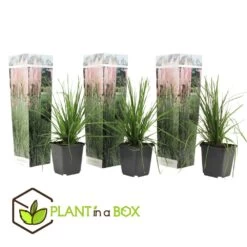 Cortaderia Selloana - Set De 3 - La Pampa - Rose - Pot 9cm - Hauteur 25-40cm -Flora Soldes 6426d369e927f1.72858319