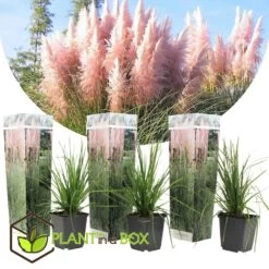 Cortaderia Selloana - Set De 3 - La Pampa - Rose - Pot 9cm - Hauteur 25-40cm -Flora Soldes 6426d369ed3477.62160885