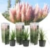 Cortaderia Selloana - Set De 3 - La Pampa - Rose - Pot 9cm - Hauteur 25-40cm -Flora Soldes 6426d369f1e581.81219412