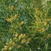 Mimosa 4 Saisons - Le Plant 50/60 Cm En Pot 1 Mimosa 4 Saisons - Le Plant 50/60 Cm En Pot -Flora Soldes 6426d374347d18.69140423