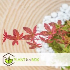 Acer Palmatum 'beni Maiko' - érable Du Japon - Pot 19cm - Hauteur 60-70cm -Flora Soldes 6426d375c7d192.60013909