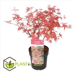 Acer Palmatum 'beni Maiko' - érable Du Japon - Pot 19cm - Hauteur 60-70cm -Flora Soldes 6426d375cd3890.91352344