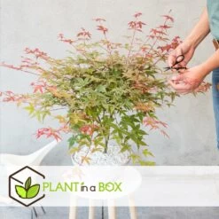 Acer Palmatum 'beni Maiko' - érable Du Japon - Pot 19cm - Hauteur 60-70cm -Flora Soldes 6426d375d1a313.38780890