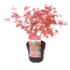 Acer Palmatum 'beni Maiko' - érable Du Japon - Pot 19cm - Hauteur 60-70cm -Flora Soldes 6426d375d96087.09576645