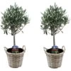 Olea Europaea - Set De 2 - D'olivier Dans Un Panier - Pot 14cm - Hauteur 45-55cm 2 Olea Europaea - Set De 2 - D'olivier Dans Un Panier - Pot 14cm - Hauteur 45-55cm -Flora Soldes 6426d381ab70a8.82908966