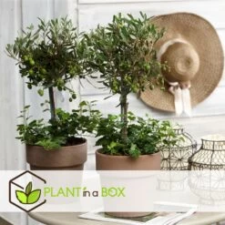 Olea Europaea - Set De 2 - D'olivier Dans Un Panier - Pot 14cm - Hauteur 45-55cm -Flora Soldes 6426d381af5da1.69086577