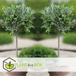 Olea Europaea - Set De 2 - D'olivier Dans Un Panier - Pot 14cm - Hauteur 45-55cm -Flora Soldes 6426d381b49471.23857350