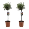 Olea Europaea - Olivier Sur Tige - Set De 2 - Pot 19cm - Hauteur 80-90cm -Flora Soldes 6426d38265dcf0.74765291