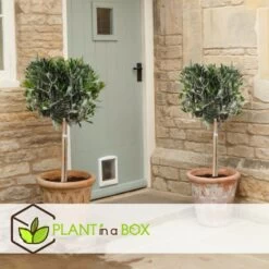 Olea Europaea - Olivier Rustique Sur Tige - Pot 19cm - Hauteur 80-90cm -Flora Soldes 6426d38367f226.58275834