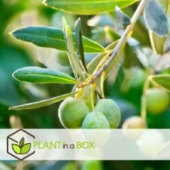 Olea Europaea - Olivier Rustique Sur Tige - Pot 19cm - Hauteur 80-90cm -Flora Soldes 6426d383742b50.82564144