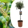 Olea Europaea - Olivier Rustique Sur Tige - Pot 19cm - Hauteur 80-90cm -Flora Soldes 6426d383786218.20141647