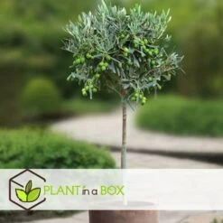 Olea Europaea - Olivier Rustique Sur Tige - Pot 19cm - Hauteur 80-90cm -Flora Soldes 6426d383827b69.56892104