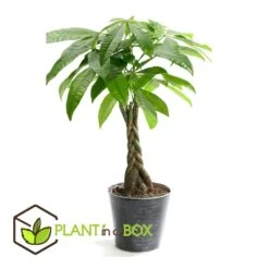 Pachira Aquatica - "money Tree" - Pot 17cm - Hauteur 60-70cm 7 Pachira Aquatica - "money Tree" - Pot 17cm - Hauteur 60-70cm -Flora Soldes 6426d6111a3cf1.79105454
