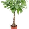 Pachira Aquatica - "money Tree" - Pot 17cm - Hauteur 60-70cm -Flora Soldes 6426d6111f6211.00785994