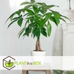 Pachira Aquatica - "money Tree" - Pot 17cm - Hauteur 60-70cm 8 Pachira Aquatica - "money Tree" - Pot 17cm - Hauteur 60-70cm -Flora Soldes 6426d611237ef6.77771513