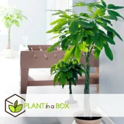Pachira Aquatica - "money Tree" - Pot 17cm - Hauteur 60-70cm 9 Pachira Aquatica - "money Tree" - Pot 17cm - Hauteur 60-70cm -Flora Soldes 6426d61134eda5.40007499