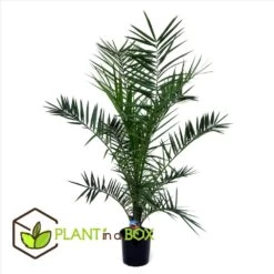 Phoenix Canariensis - Palmier Dattier - Pot 19cm - Hauteur 80-100cm -Flora Soldes 6426d611d07ee2.30671539