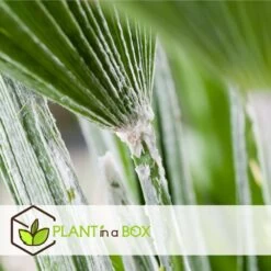 Chamaerops Humilis - Set De 2 - Palmier - Pot 15cm - Hauteur 50-60cm -Flora Soldes 6426d61279d5a9.65125664