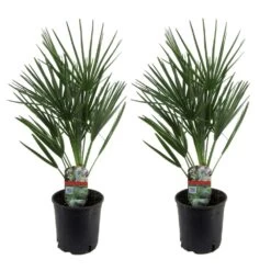 Chamaerops Humilis - Set De 2 - Palmier - Pot 15cm - Hauteur 50-60cm