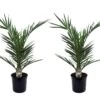 Phoenix Canariensis - Set De 2 - Palmier Dattier - Pot 15cm - Hauteur 50-60cm 1 Phoenix Canariensis - Set De 2 - Palmier Dattier - Pot 15cm - Hauteur 50-60cm -Flora Soldes 6426d6132ec959.98090678