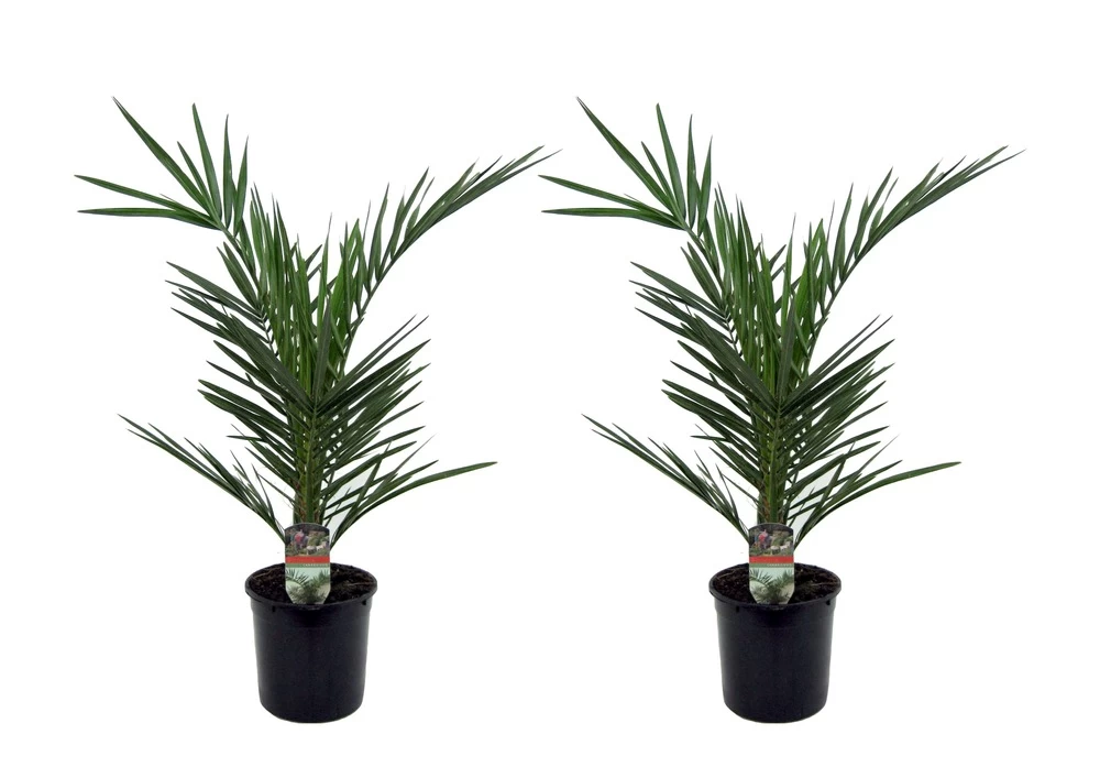 Phoenix Canariensis - Set De 2 - Palmier Dattier - Pot 15cm - Hauteur 50-60cm 3 Phoenix Canariensis - Set De 2 - Palmier Dattier - Pot 15cm - Hauteur 50-60cm