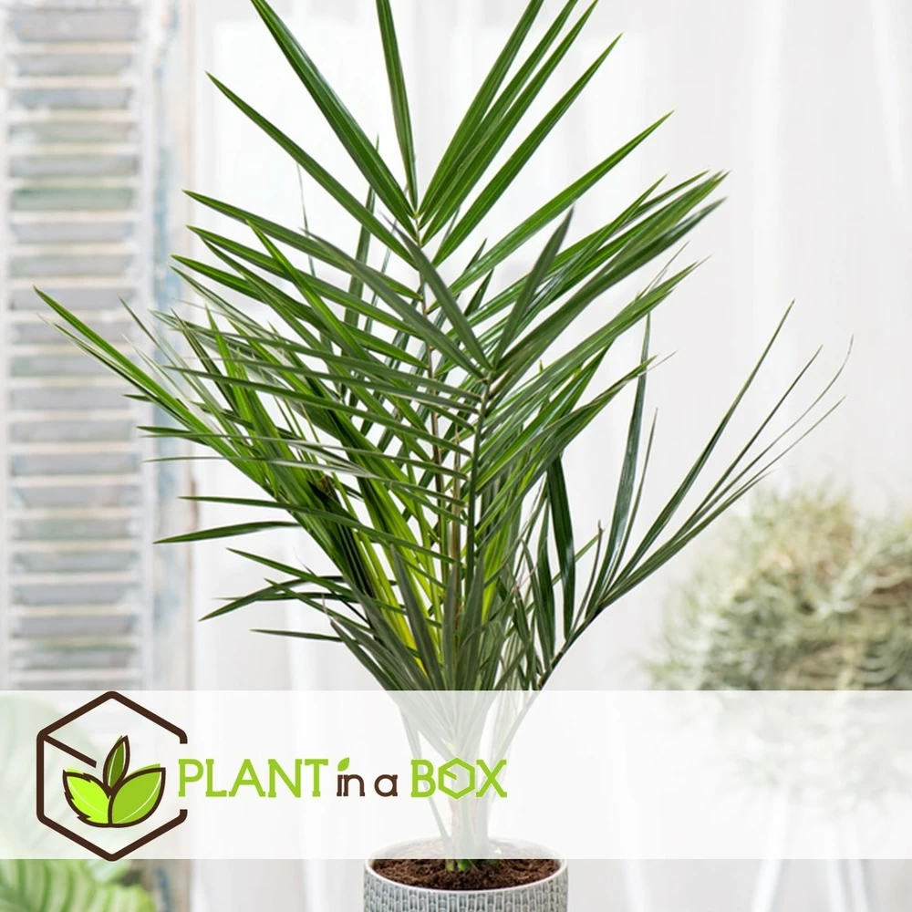 Phoenix Canariensis - Set De 2 - Palmier Dattier - Pot 15cm - Hauteur 50-60cm 4 Phoenix Canariensis - Set De 2 - Palmier Dattier - Pot 15cm - Hauteur 50-60cm – Image 2