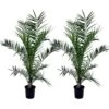 Phoenix Canariensis - Set De 2 - Palmier Dattier - Pot 19cm - Hauteur 80-100cm -Flora Soldes 6426d613cc3256.78018557