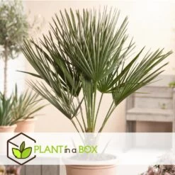 Chamaerops Humilis - Palmier Nain Européen - Pot 15cm - Hauteur 50-60cm -Flora Soldes 6426d614684af9.65579280