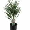 Chamaerops Humilis - Palmier Nain Européen - Pot 15cm - Hauteur 50-60cm 2 Chamaerops Humilis - Palmier Nain Européen - Pot 15cm - Hauteur 50-60cm -Flora Soldes 6426d6146e4700.02204885