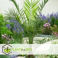 Phoenix Canariensis - Set De 4 - Palmier Dattier - Pot 15cm - Hauteur 50-60cm 9 Phoenix Canariensis - Set De 4 - Palmier Dattier - Pot 15cm - Hauteur 50-60cm -Flora Soldes 6426d614ecd697.43632698