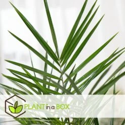 Phoenix Canariensis - Set De 4 - Palmier Dattier - Pot 15cm - Hauteur 50-60cm 8 Phoenix Canariensis - Set De 4 - Palmier Dattier - Pot 15cm - Hauteur 50-60cm -Flora Soldes 6426d614f24c14.99302347