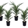 Phoenix Canariensis - Set De 4 - Palmier Dattier - Pot 15cm - Hauteur 50-60cm -Flora Soldes 6426d61516ae60.45818653