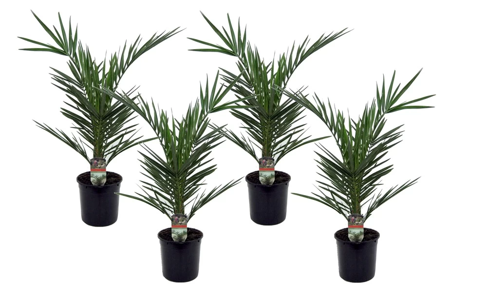 Phoenix Canariensis - Set De 4 - Palmier Dattier - Pot 15cm - Hauteur 50-60cm 3 Phoenix Canariensis - Set De 4 - Palmier Dattier - Pot 15cm - Hauteur 50-60cm