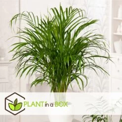 Dypsis Lutescens - Areca Gold Palm - Pot 17cm - Hauteur 60-70cm -Flora Soldes 6426d615b08ea6.01521839