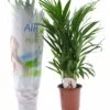 Dypsis Lutescens - Areca Gold Palm - Pot 17cm - Hauteur 60-70cm -Flora Soldes 6426d615bf8ae5.86870693